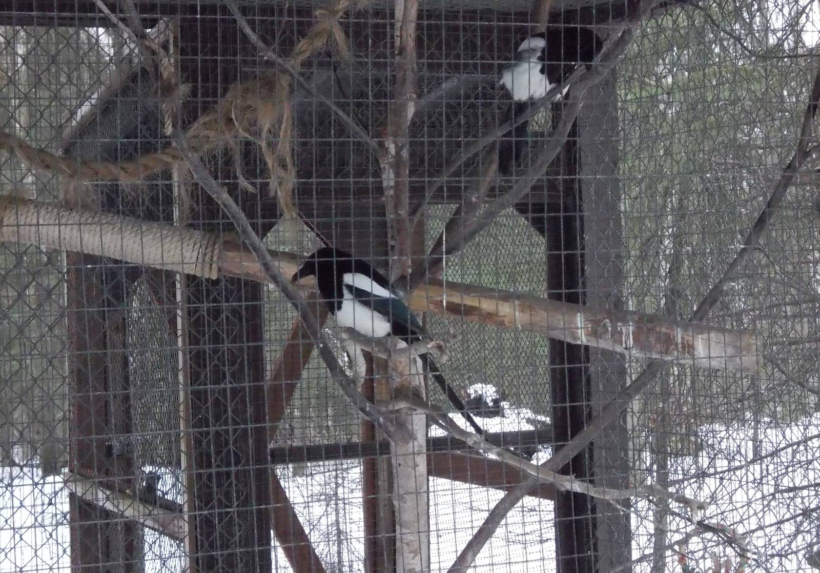 Black-billed Magpie Exhibit