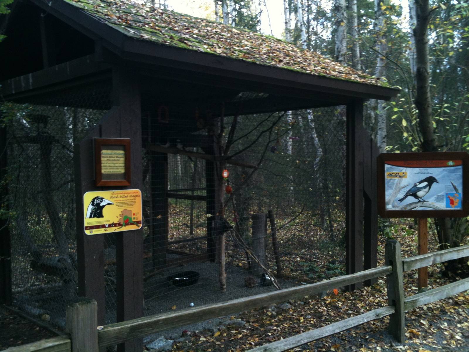 Black-billed Magpie Exhibit