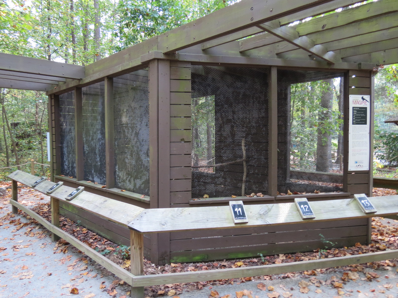 Black-billed Magpie Exhibit