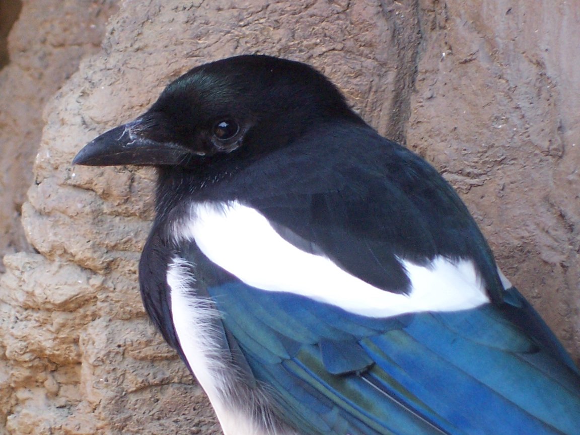 Black-billed Magpie (Pica hudsonia)