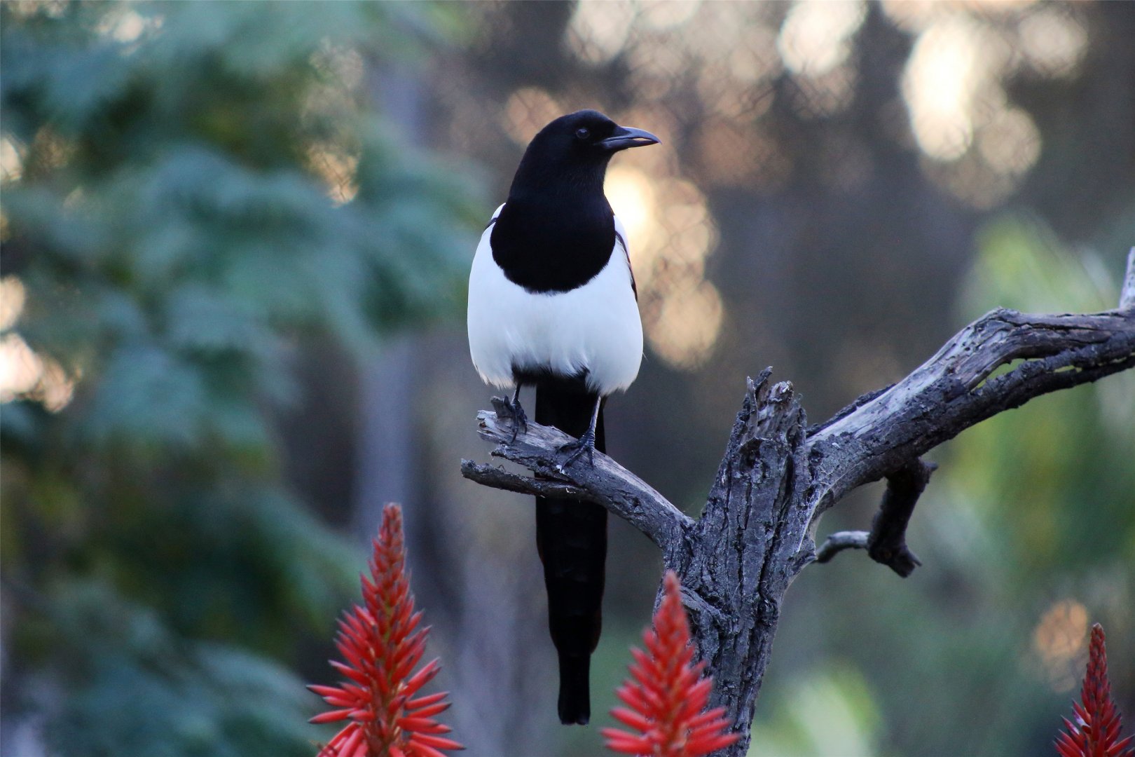 Black-billed magpie (Pica hudsonia)
