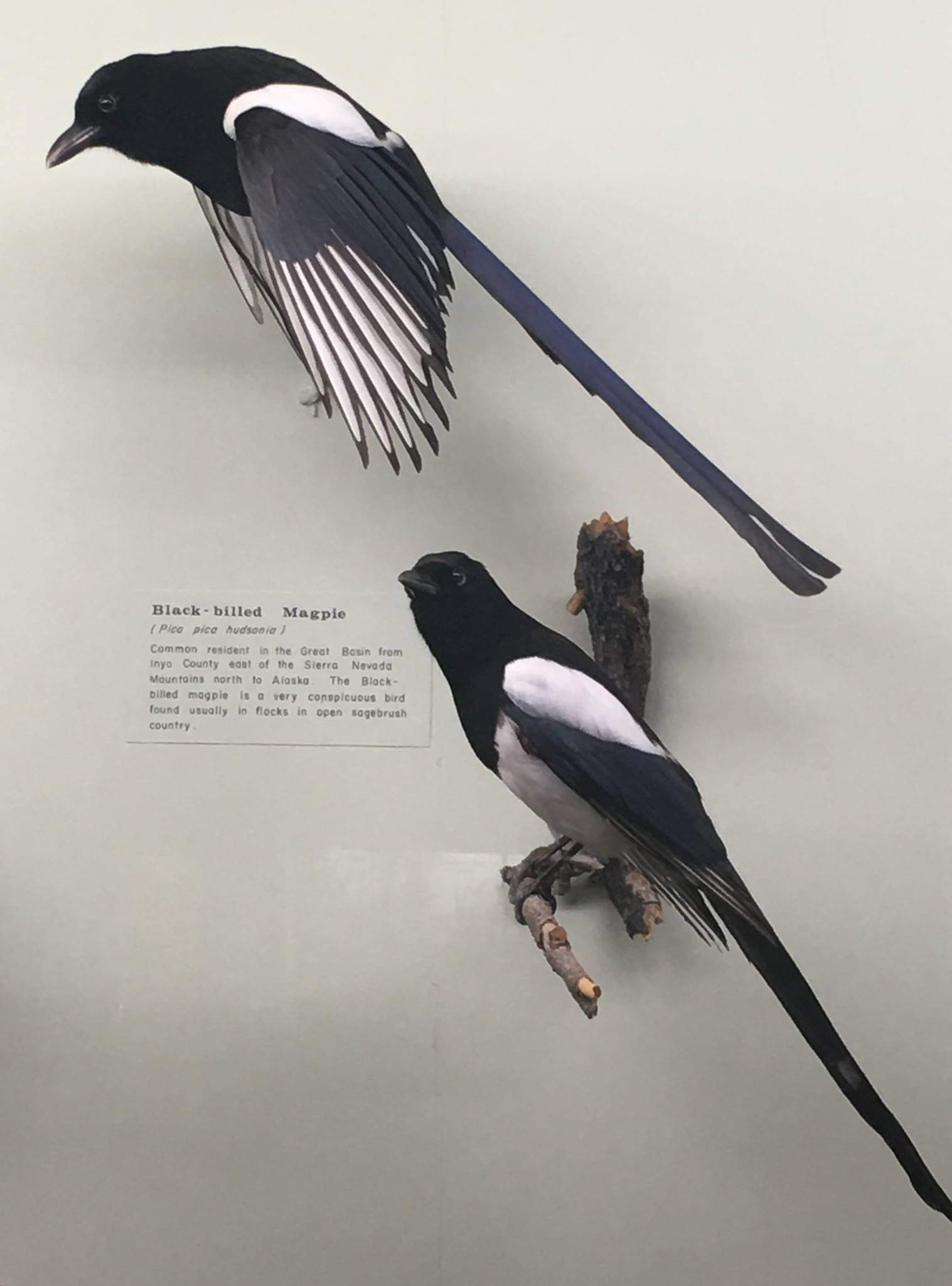 Black billed magpie (Pica hudsonia)