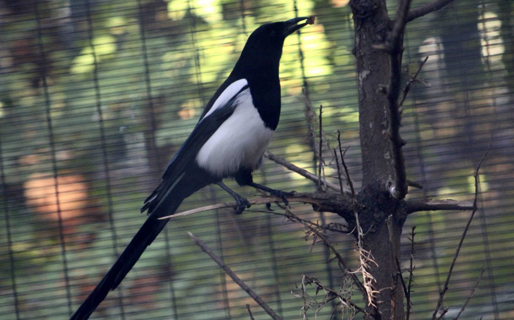Black-Billed Magpie (Pica hudsonia)