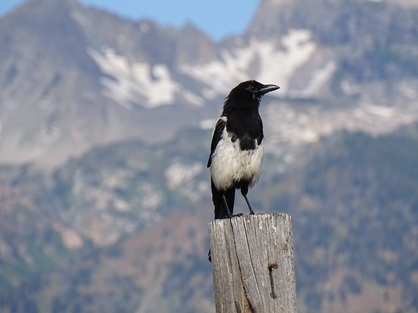 Black-billed magpie (Pica hudsonia)