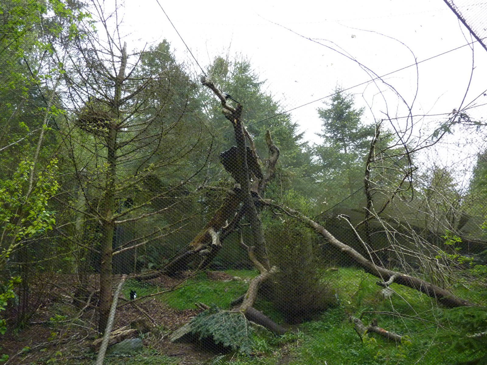 Black-Billed Magpie/Porcupine Exhibit