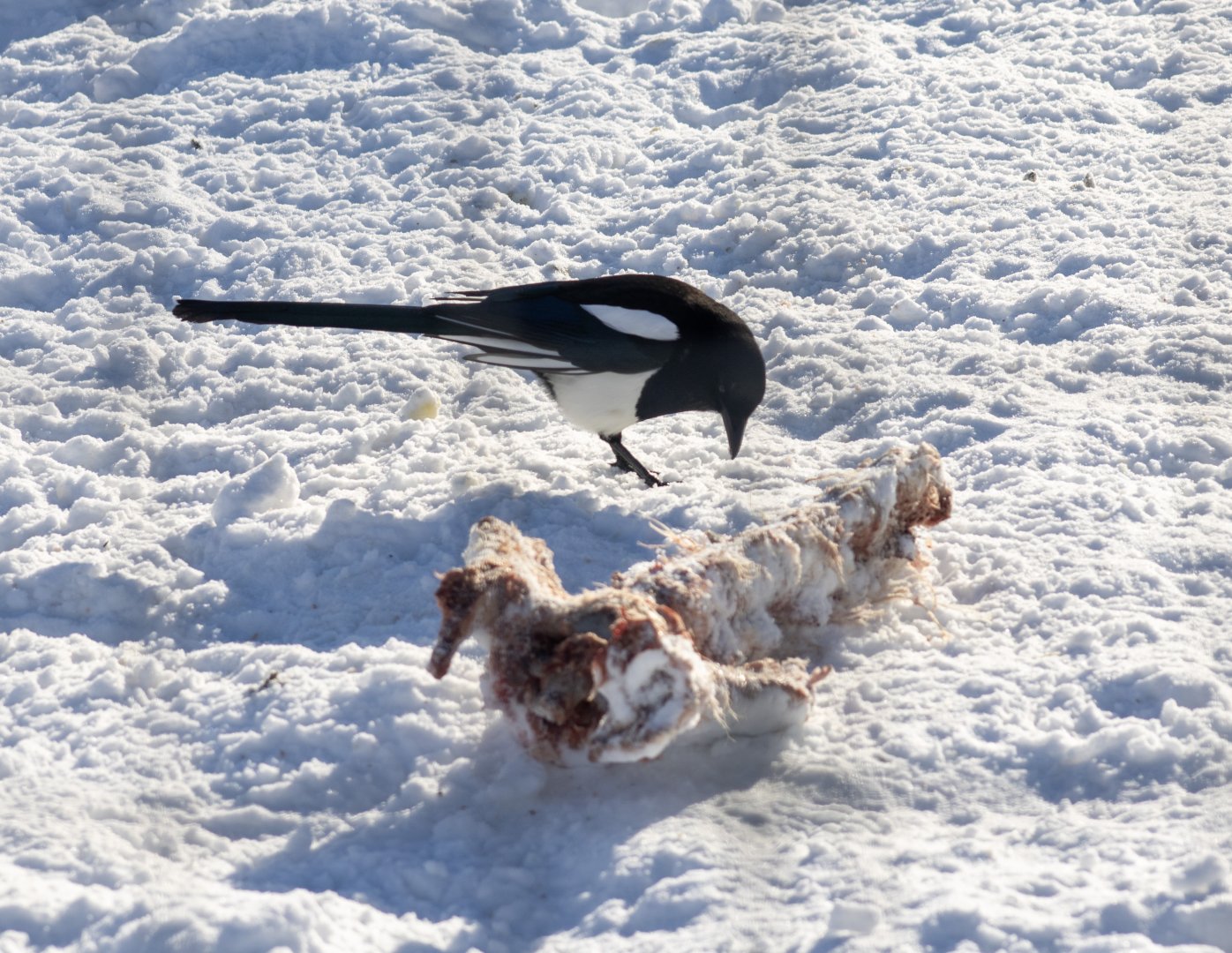 Black-billed Magpie scavenging in the Grey Wolf Exhibit