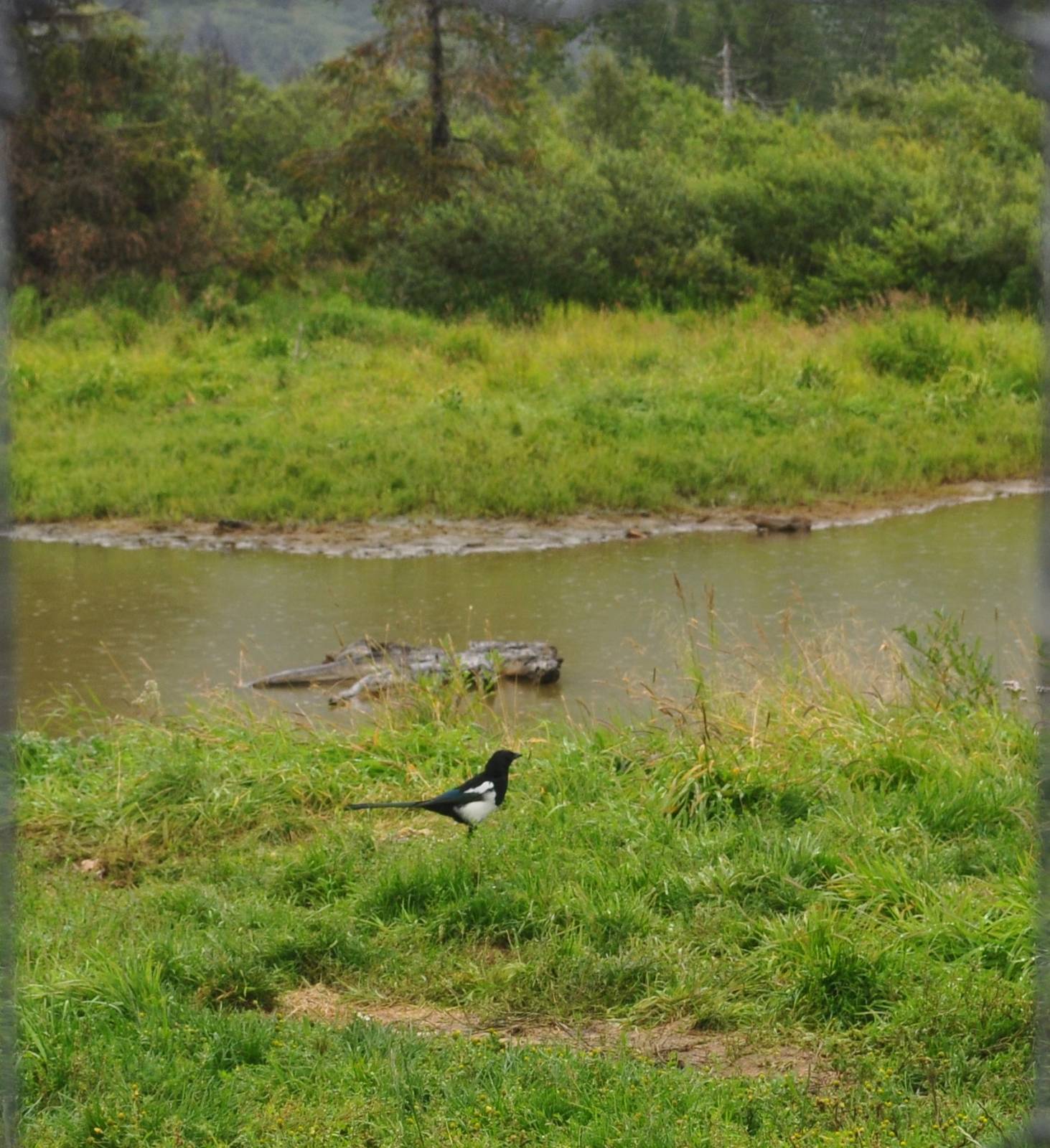 Black-billed Magpie (wild) in Brown Bear Exhibit