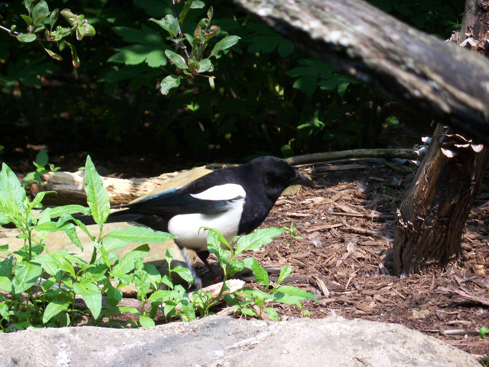 Black-Billed Magpie