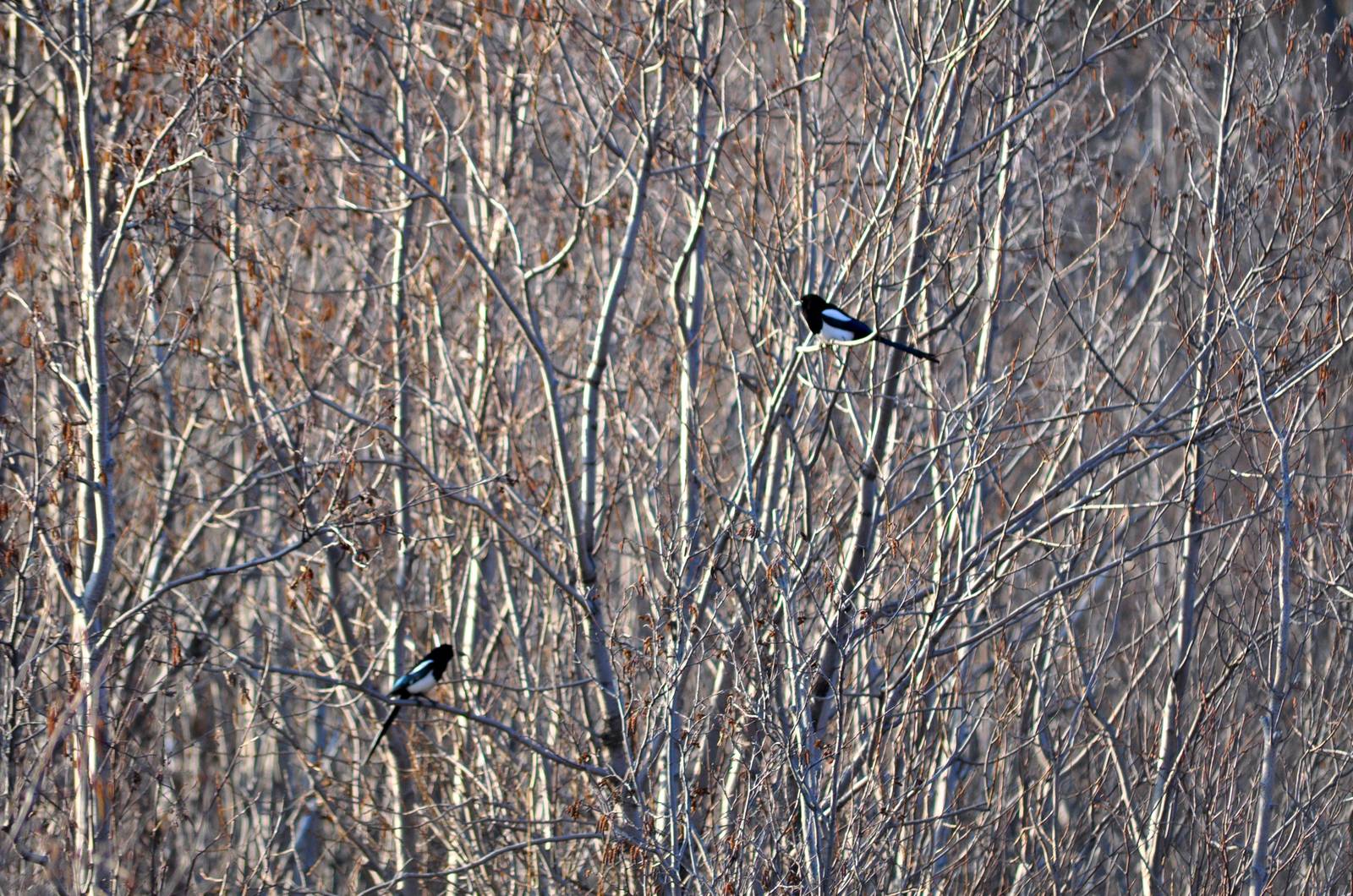 Black-billed Magpies - Alaska
