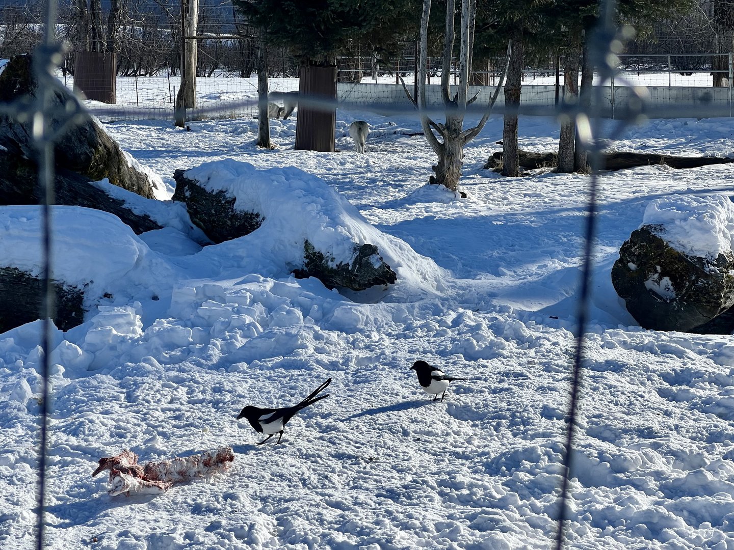 Black-billed Magpies scavenging Grey Wolf Exhibit