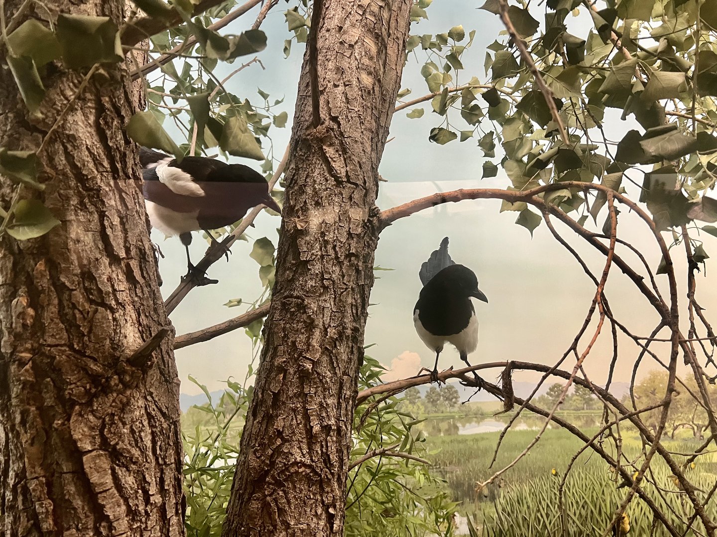 Black-billed Magpies