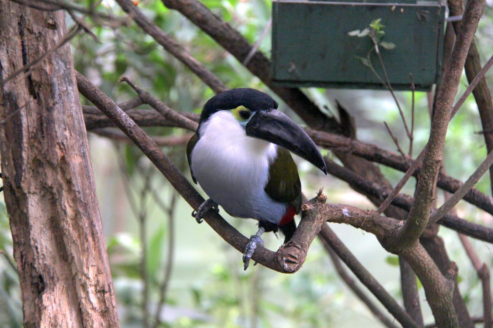 black-billed mountain toucan (Andigena nigrirostris)