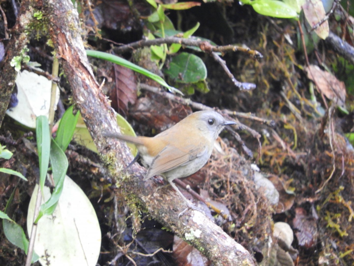 Black-billed Nightingale-Thrush (Catharus gracilirostris)