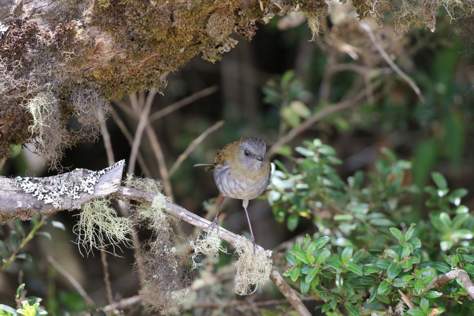 Black-billed Nightingale-Thrush