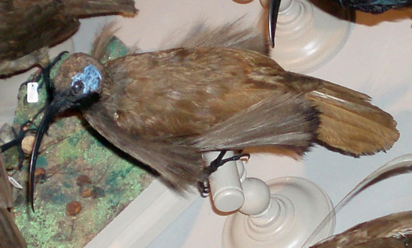 Black-billed sicklebill (Drepanornis albertisi) - taxidermy