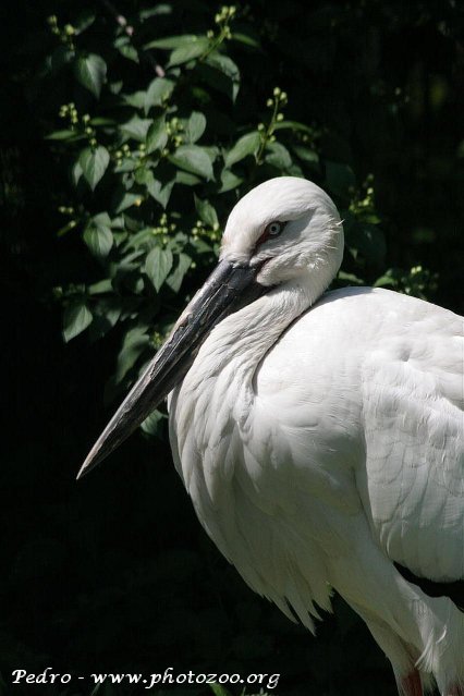 Black-billed stork (Ciconia boyciana)