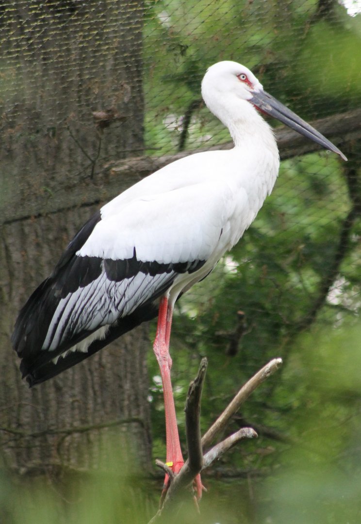 Black-billed stork
