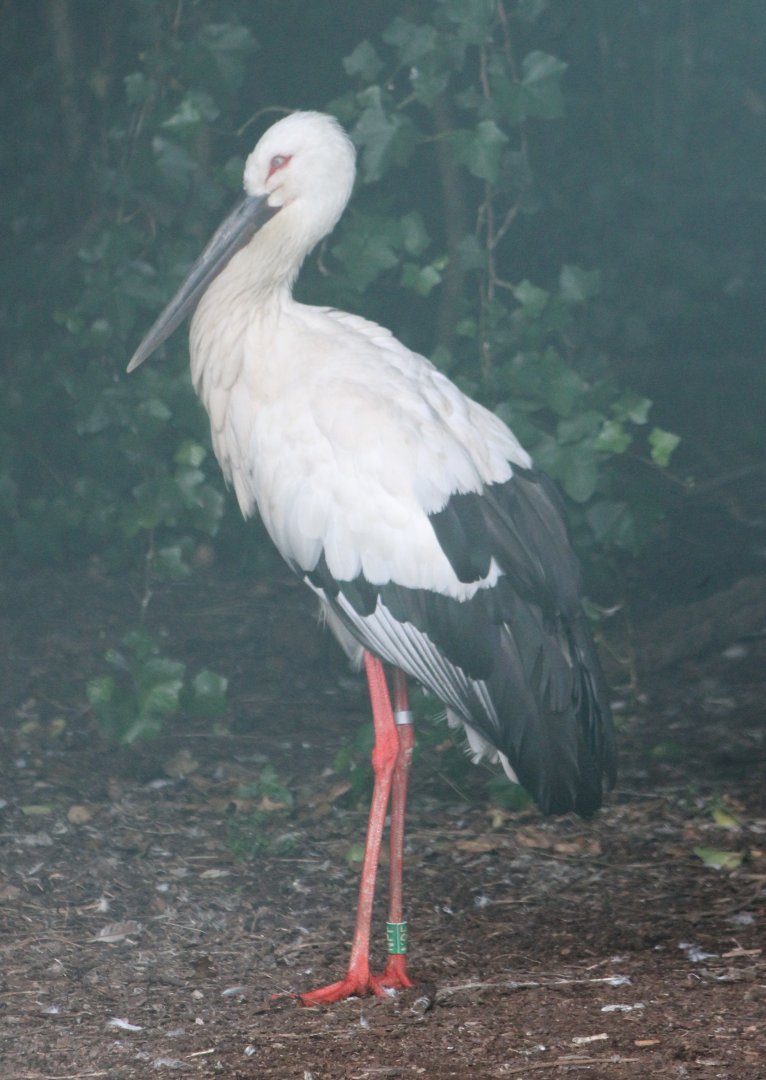 Black-billed stork