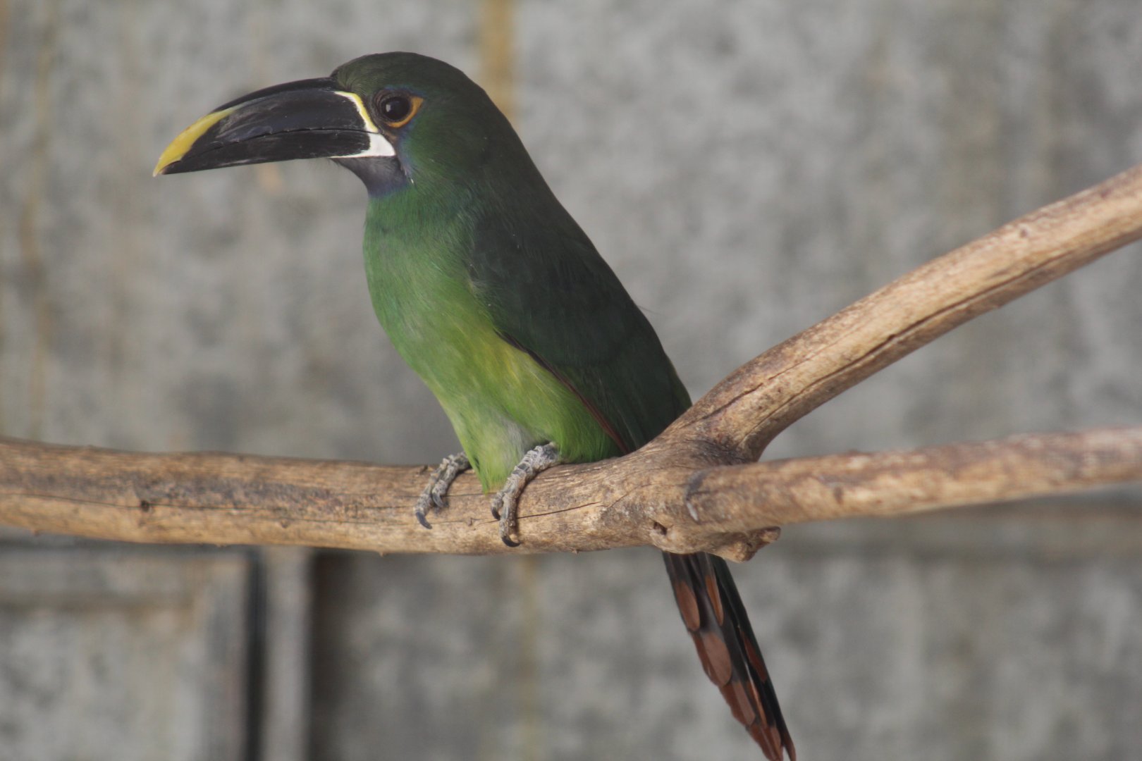 Black-Billed Toucanet