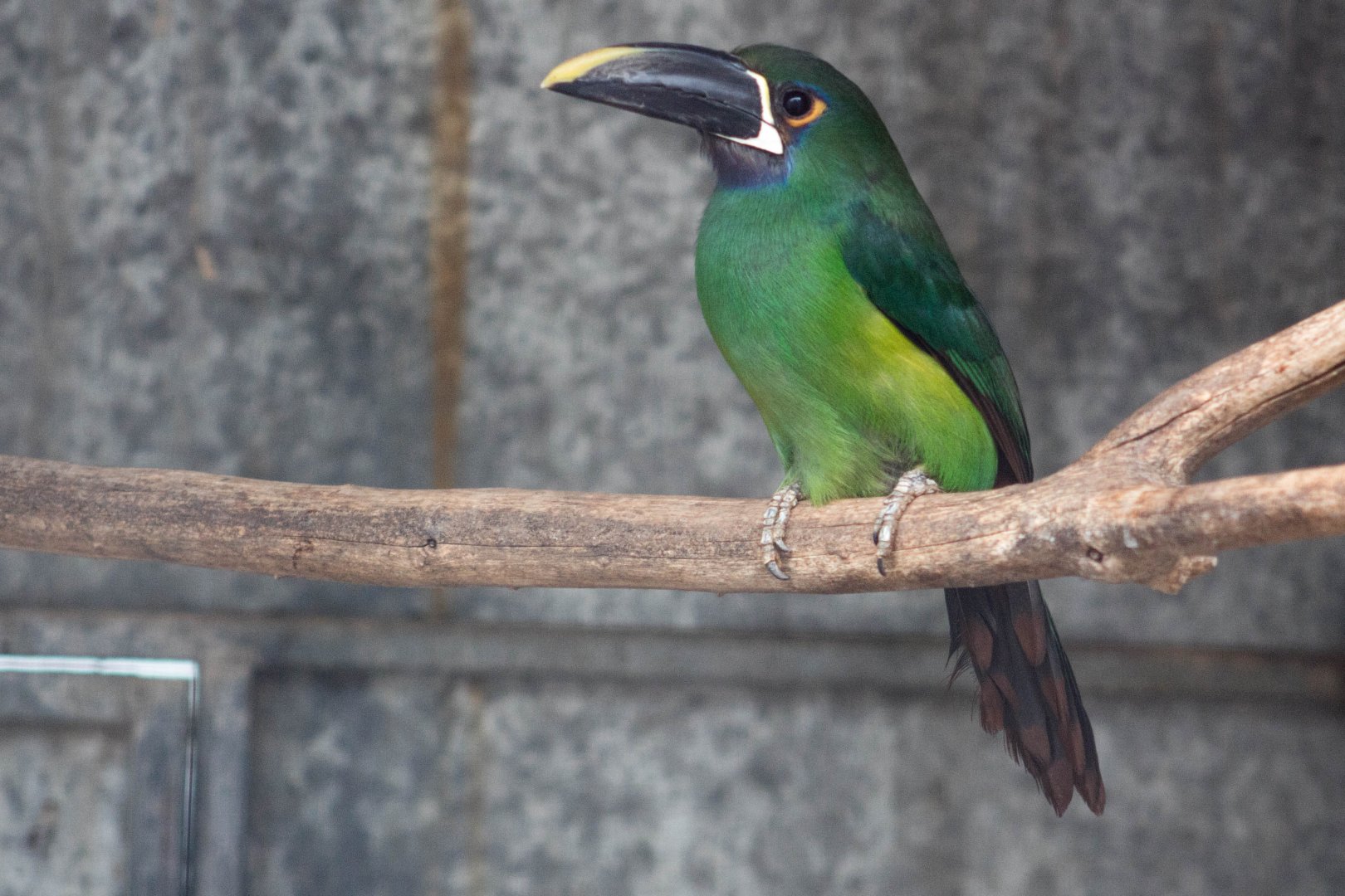 Black-billed toucanet