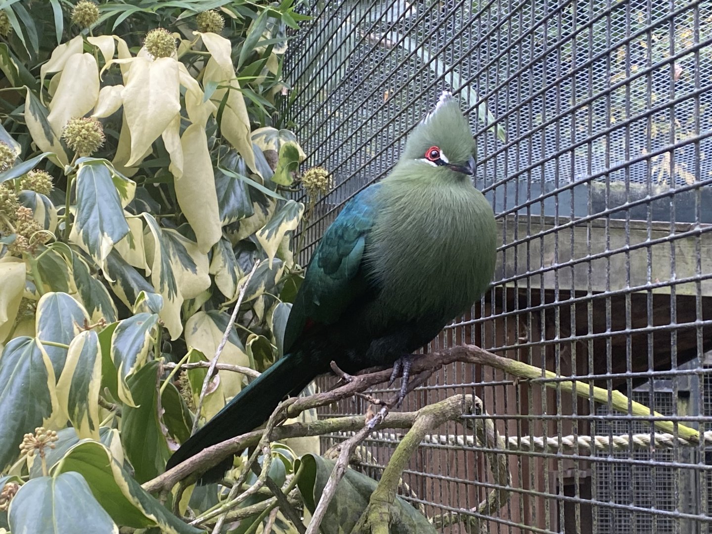 Black-billed turaco 061121