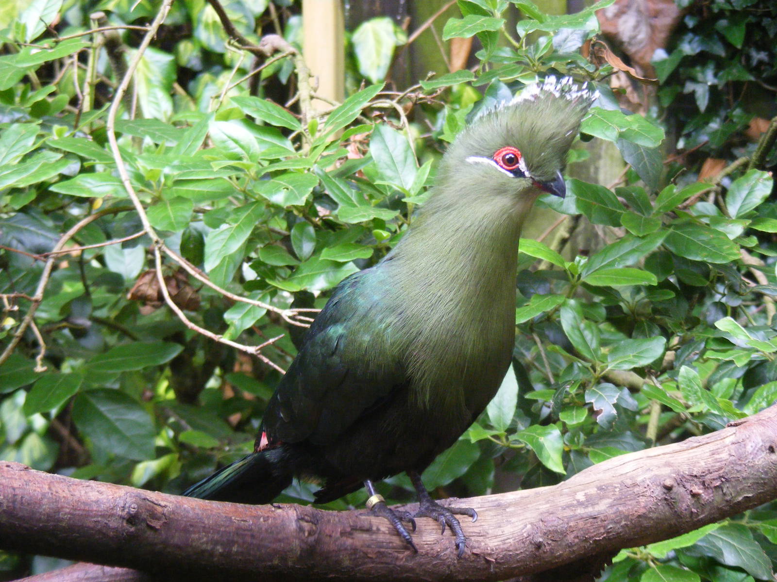 Black-billed turaco at Birdworld, 1 July 2011