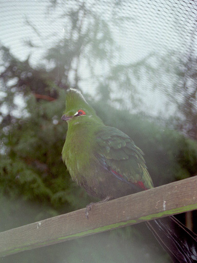 Black-billed Turaco at Grangewood Zoo 2005