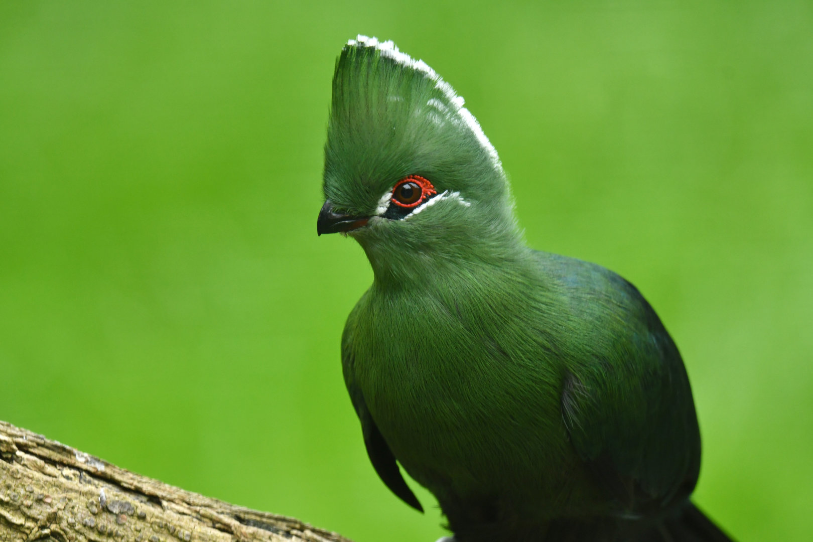 Black-billed turaco (Tauraco schuettii)