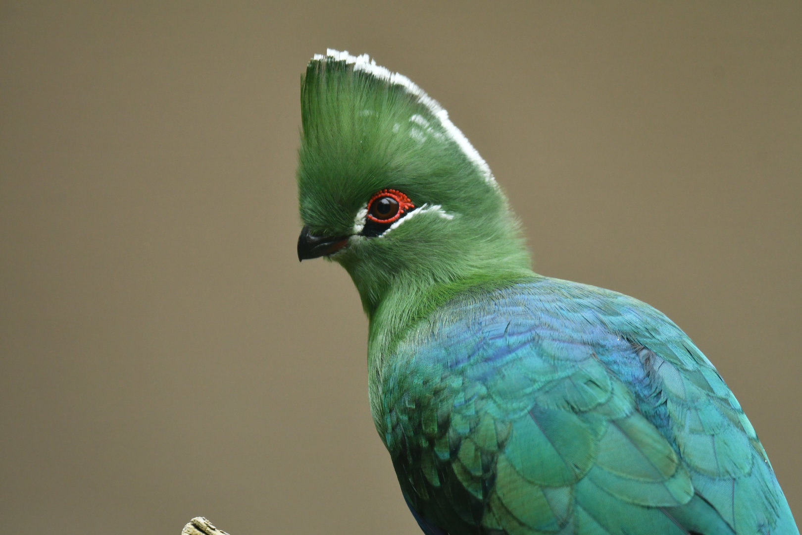 Black-billed turaco (Tauraco schuettii)