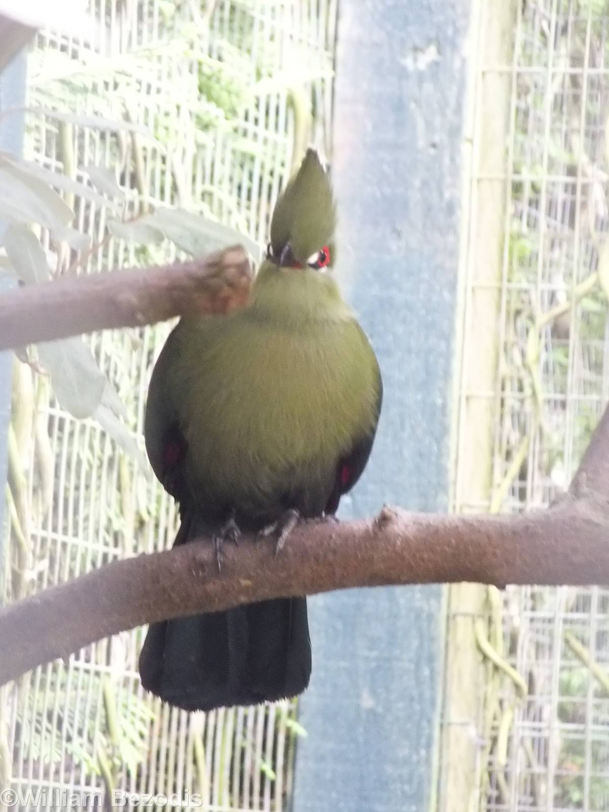 Black-billed Turaco