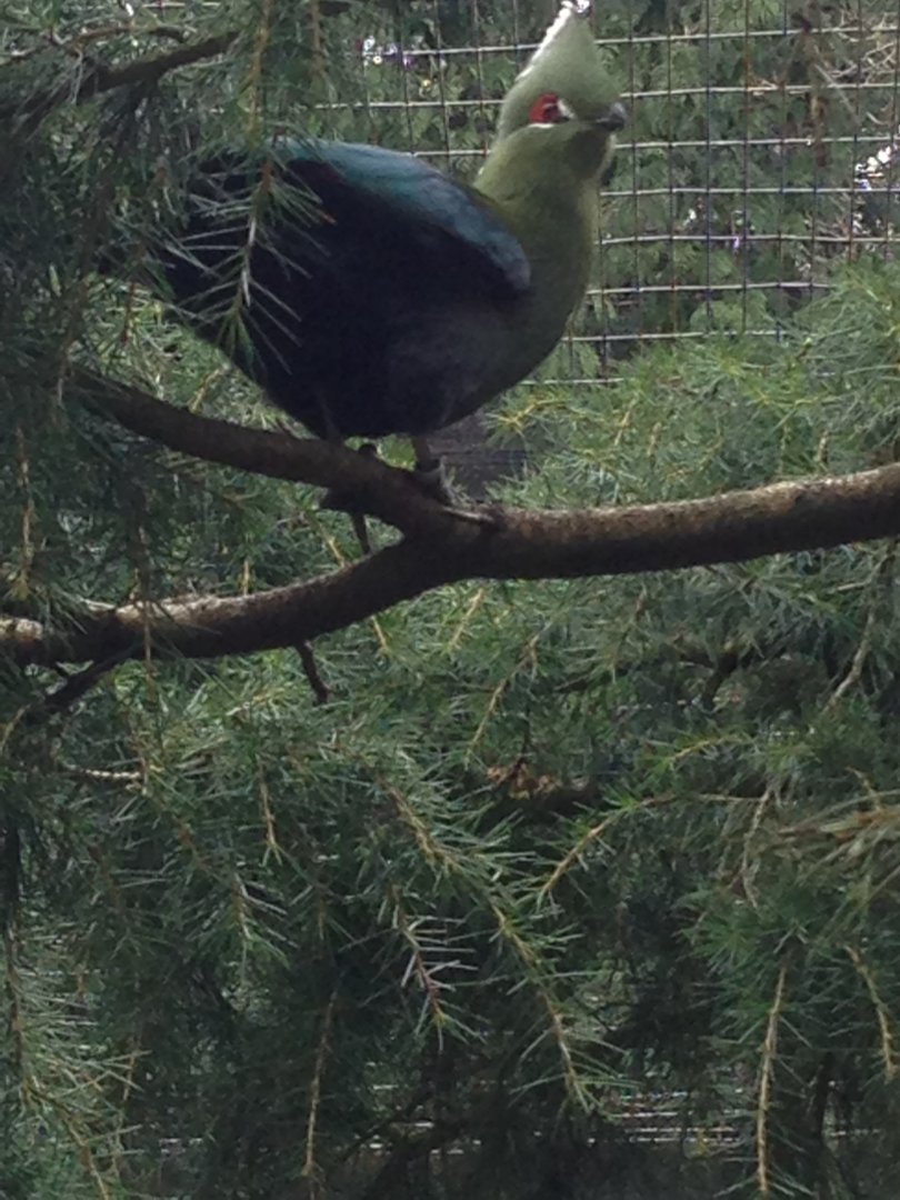 Black-Billed Turaco?