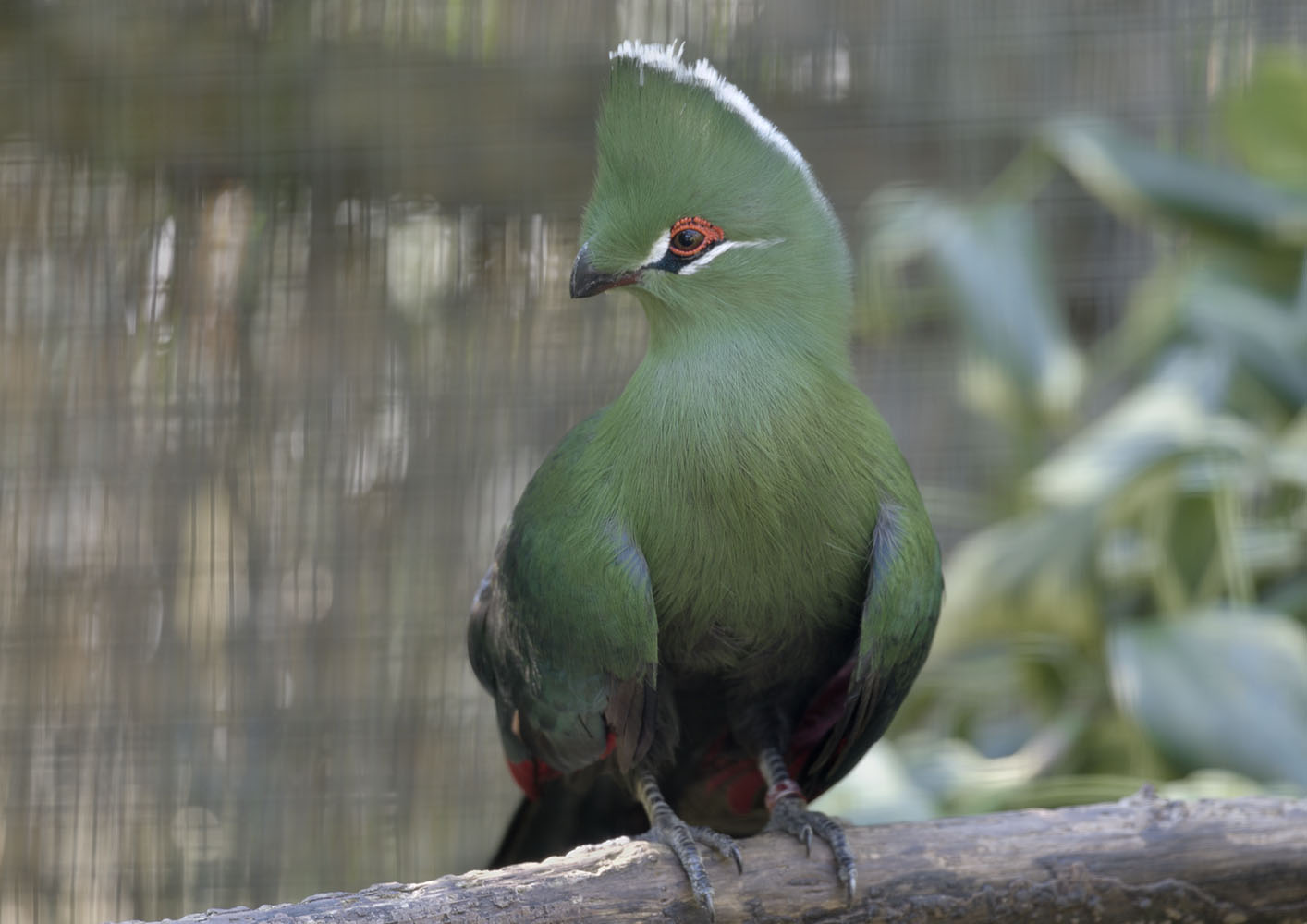 Black-billed turaco