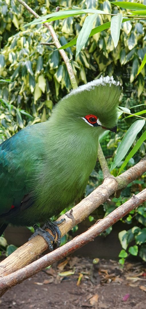 black billed turaco