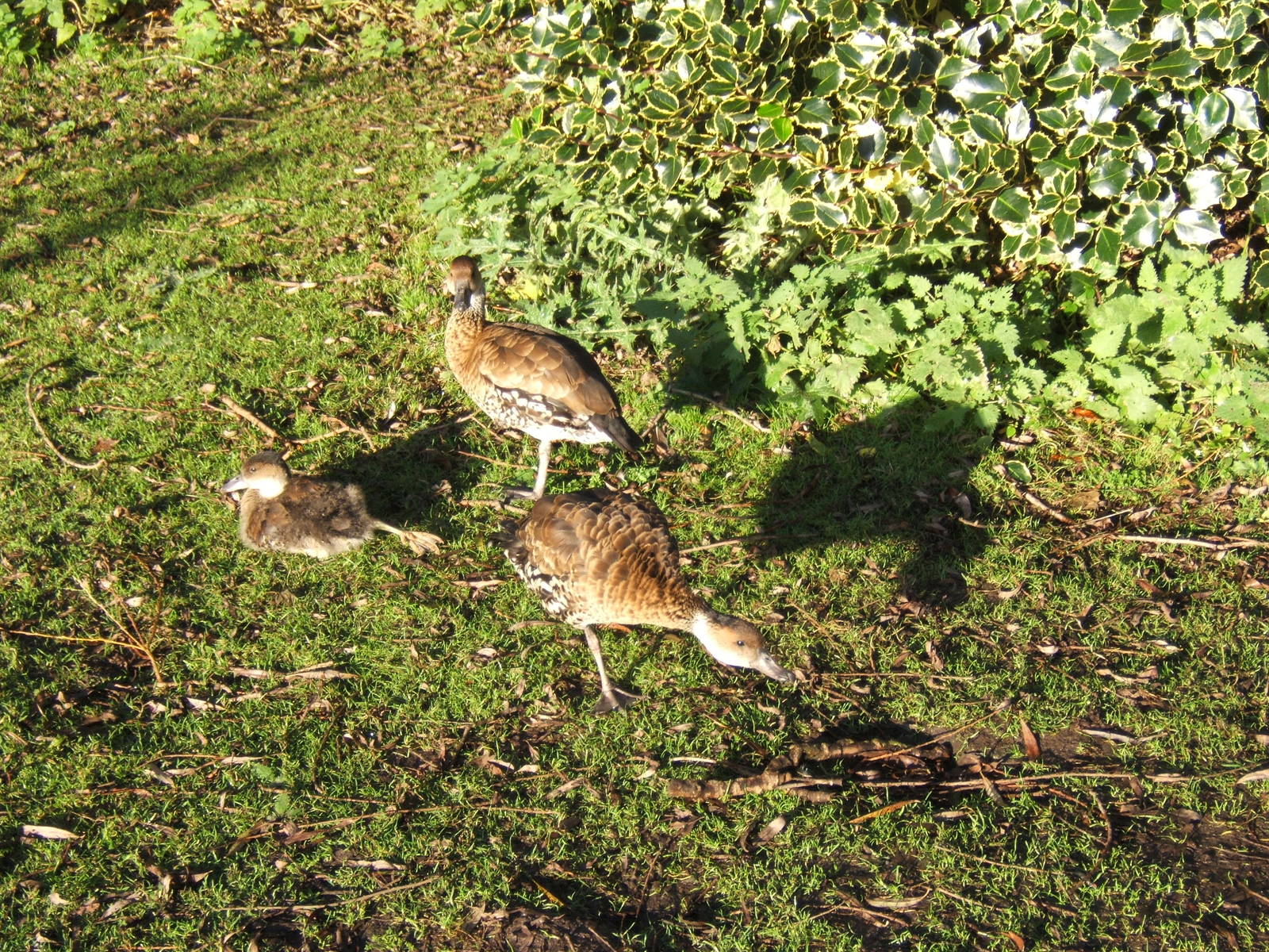 Black-billed Whistling Duck