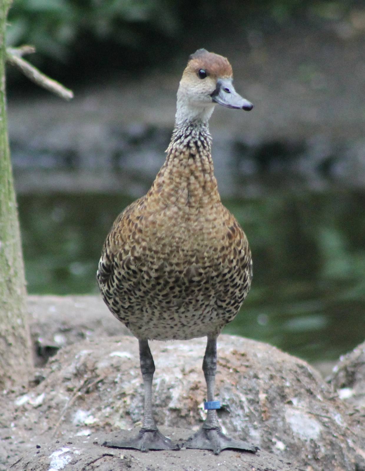 Black-billed whistling duck