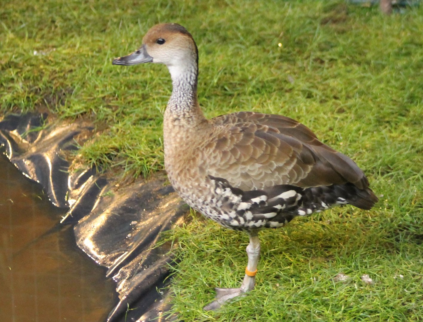 Black-billed whistling duck