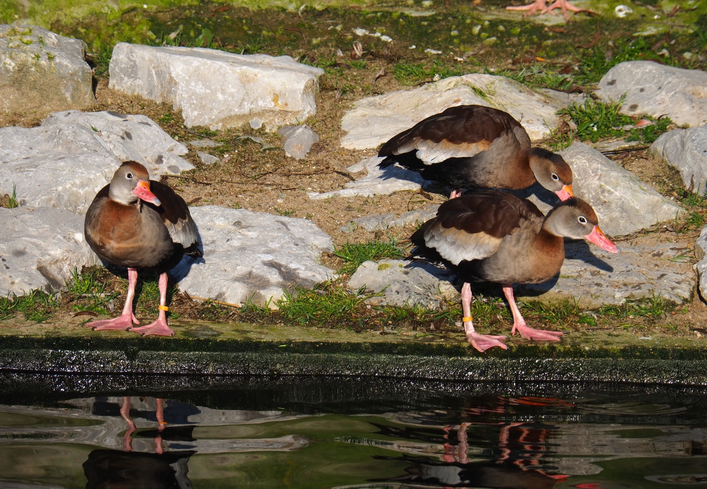 Black-billed whistling ducks (Dendrocygna autumnalis), Jan 20th, 2019