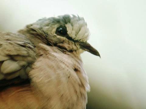 Black-billed Wood-dove