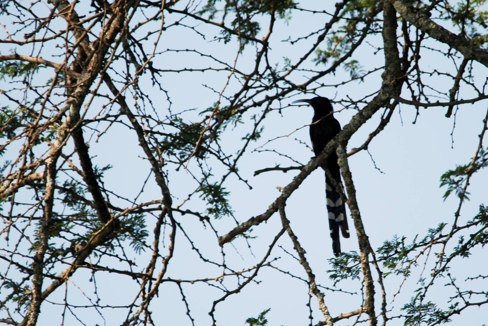 Black-billed Wood Hoopoe at Bishangari Lodge, 14/10/14