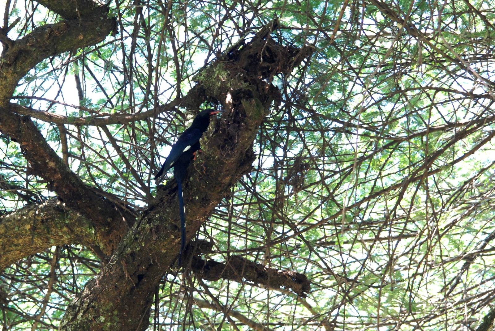 Black-billed Wood Hoopoe at Bishangari Lodge, 14/10/14