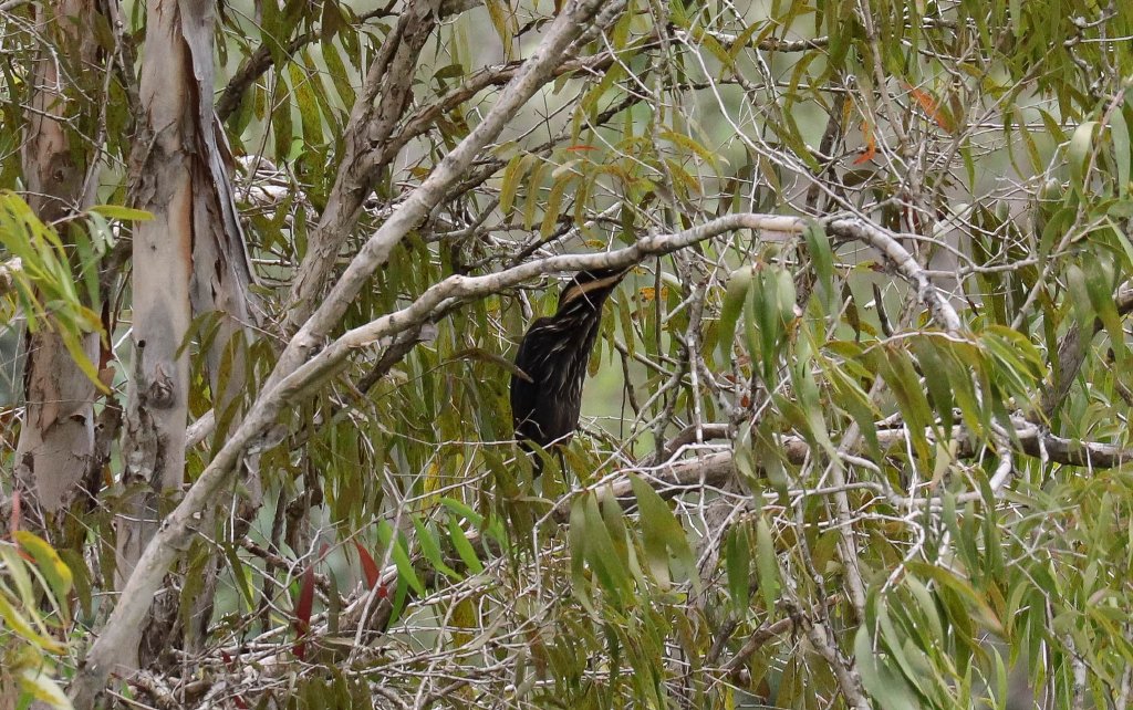 Black Bittern
