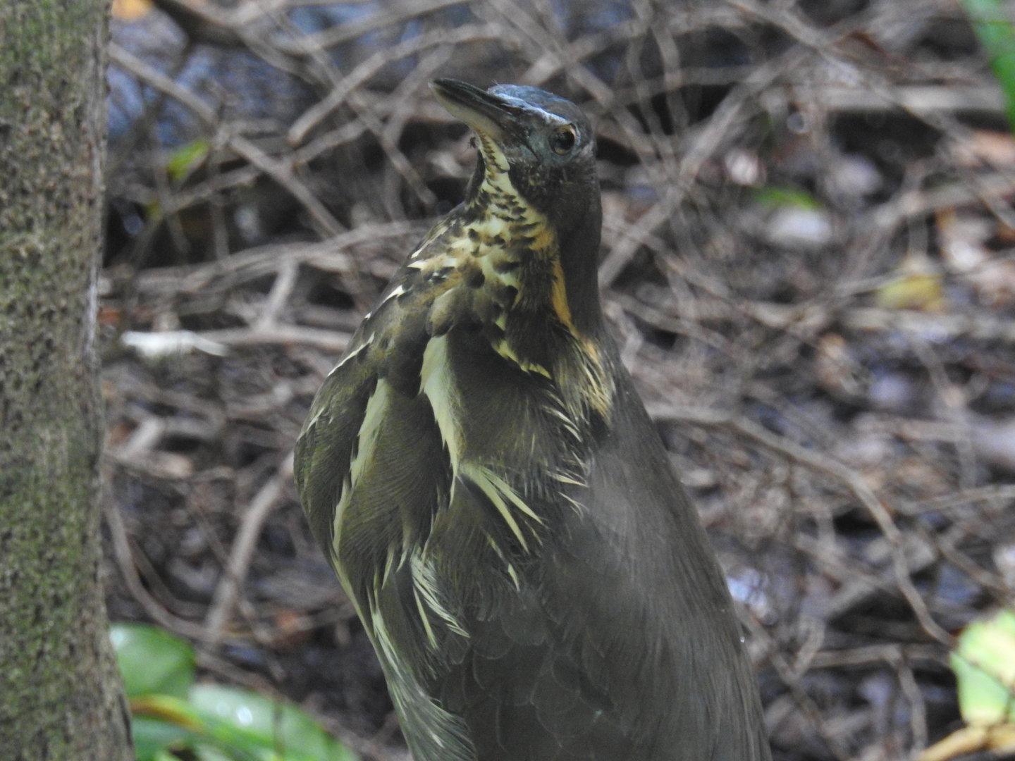 Black Bittern