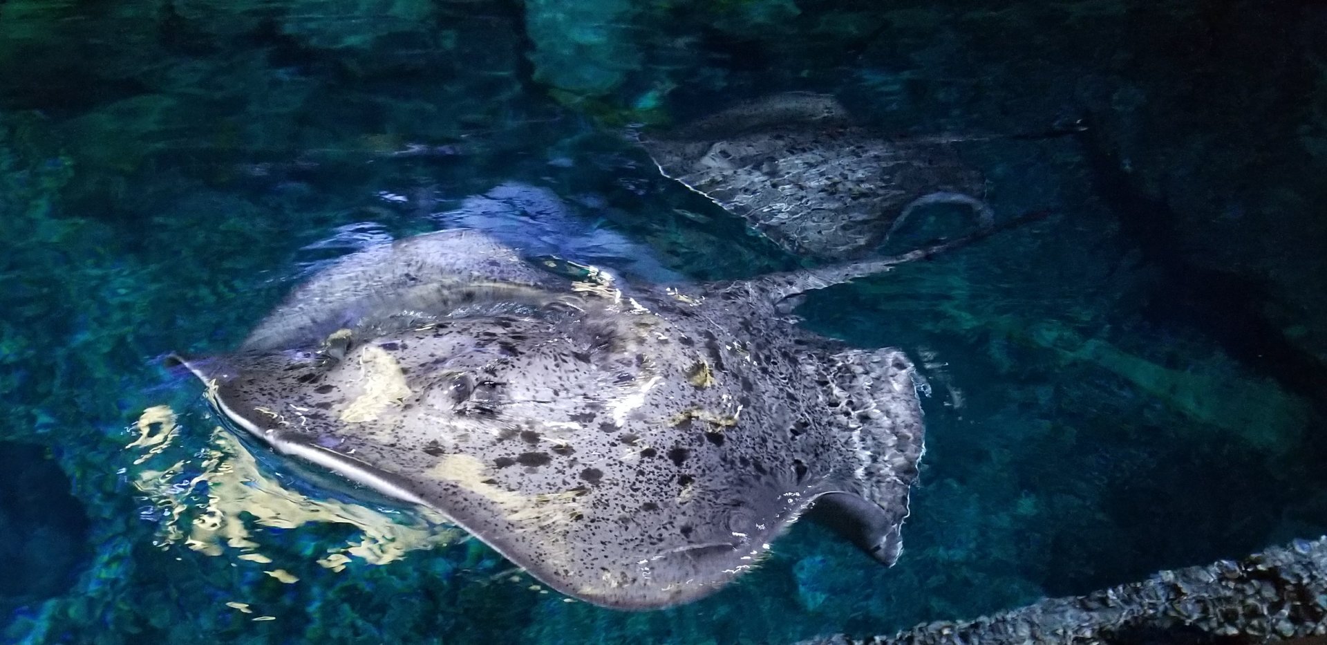 Black Blotched Fantail Ray