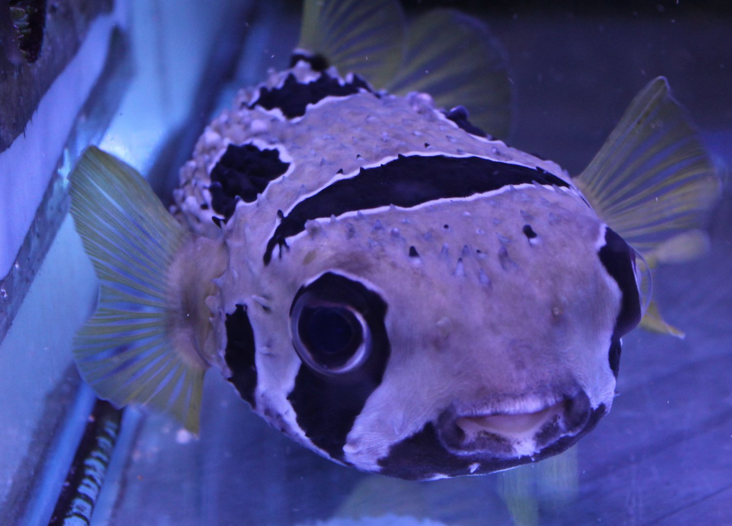 Black-blotched Porcupinefish (Diodon liturosus)