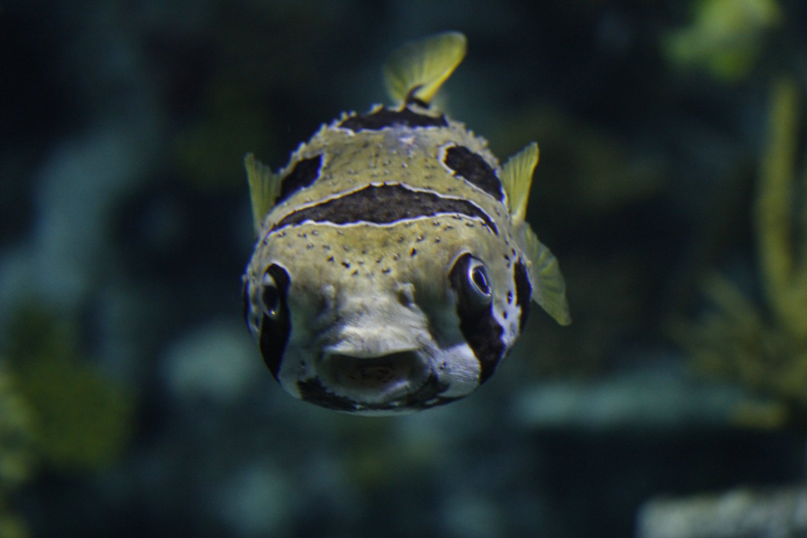Black-blotched porcupinefish (Diodon liturosus)