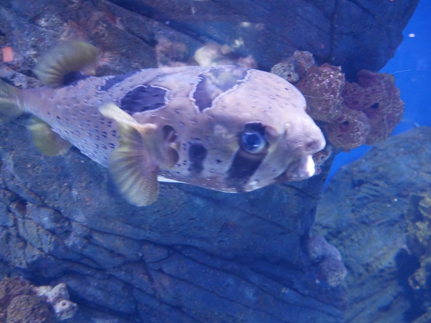 Black-blotched Porcupinefish - Diodon liturosus