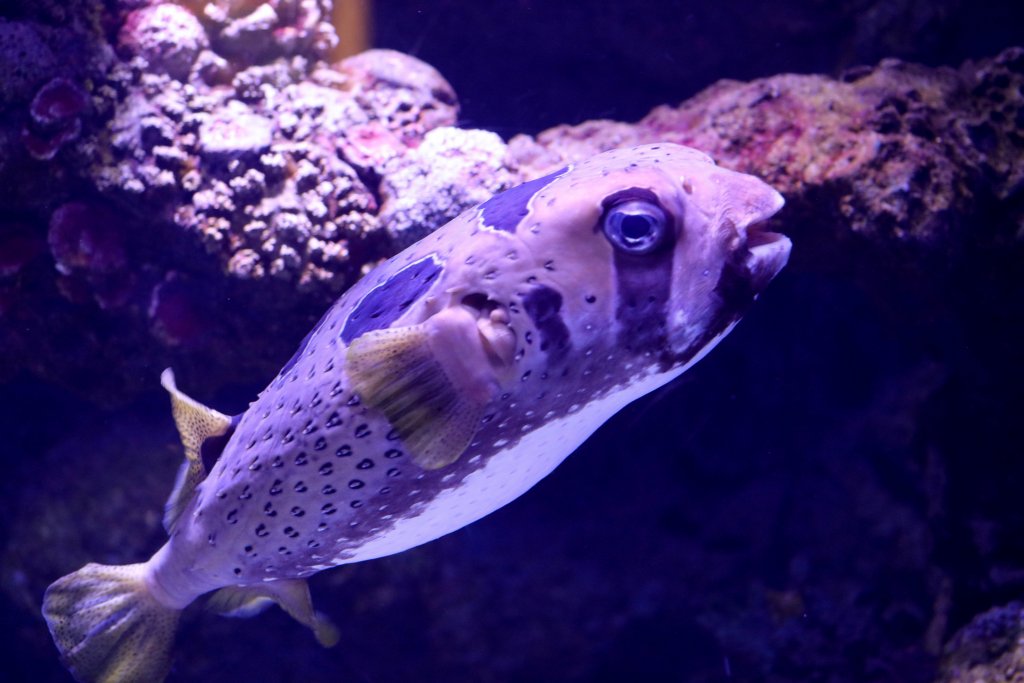 Black-blotched Porcupinefish