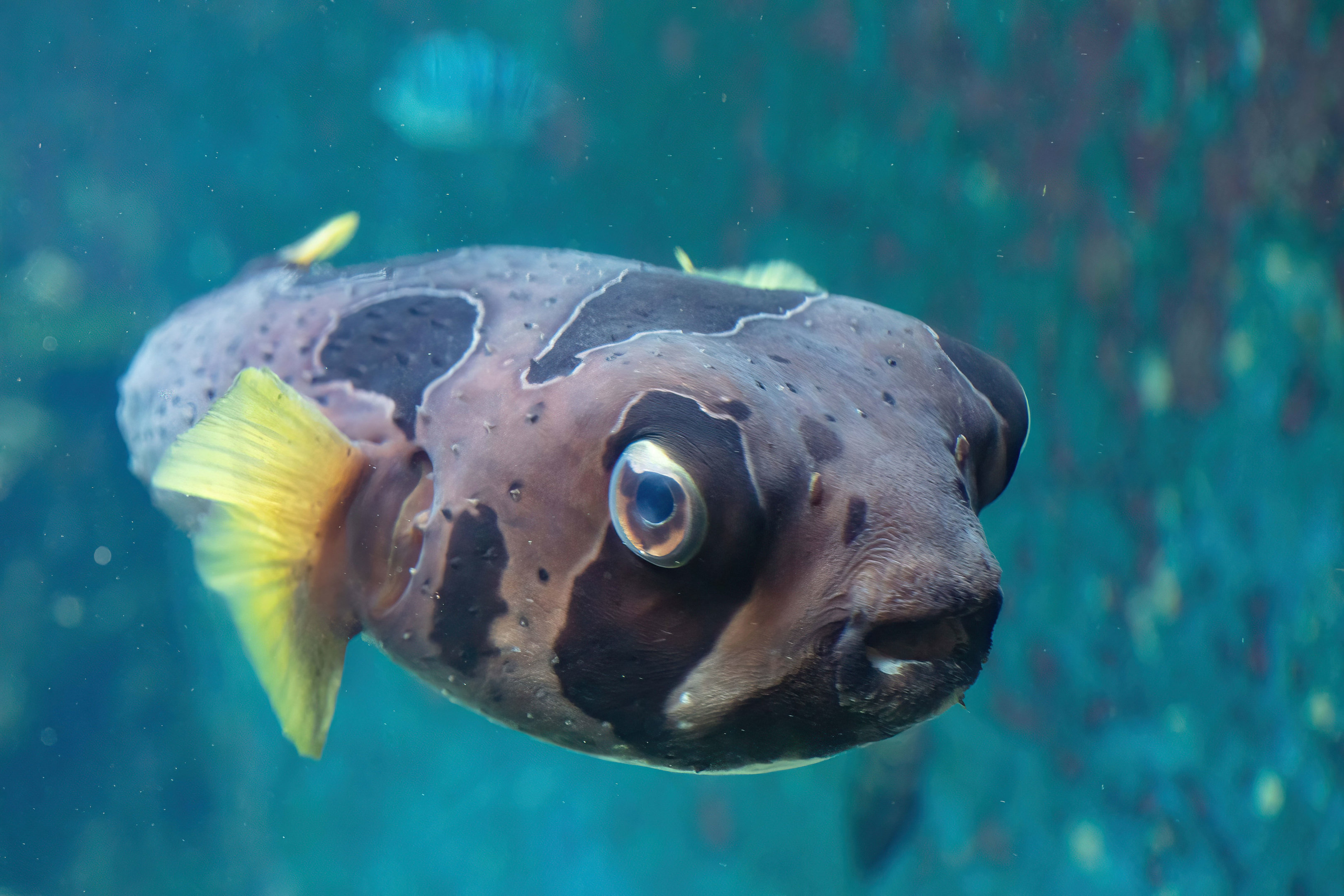 Black-blotched Porcupinefish