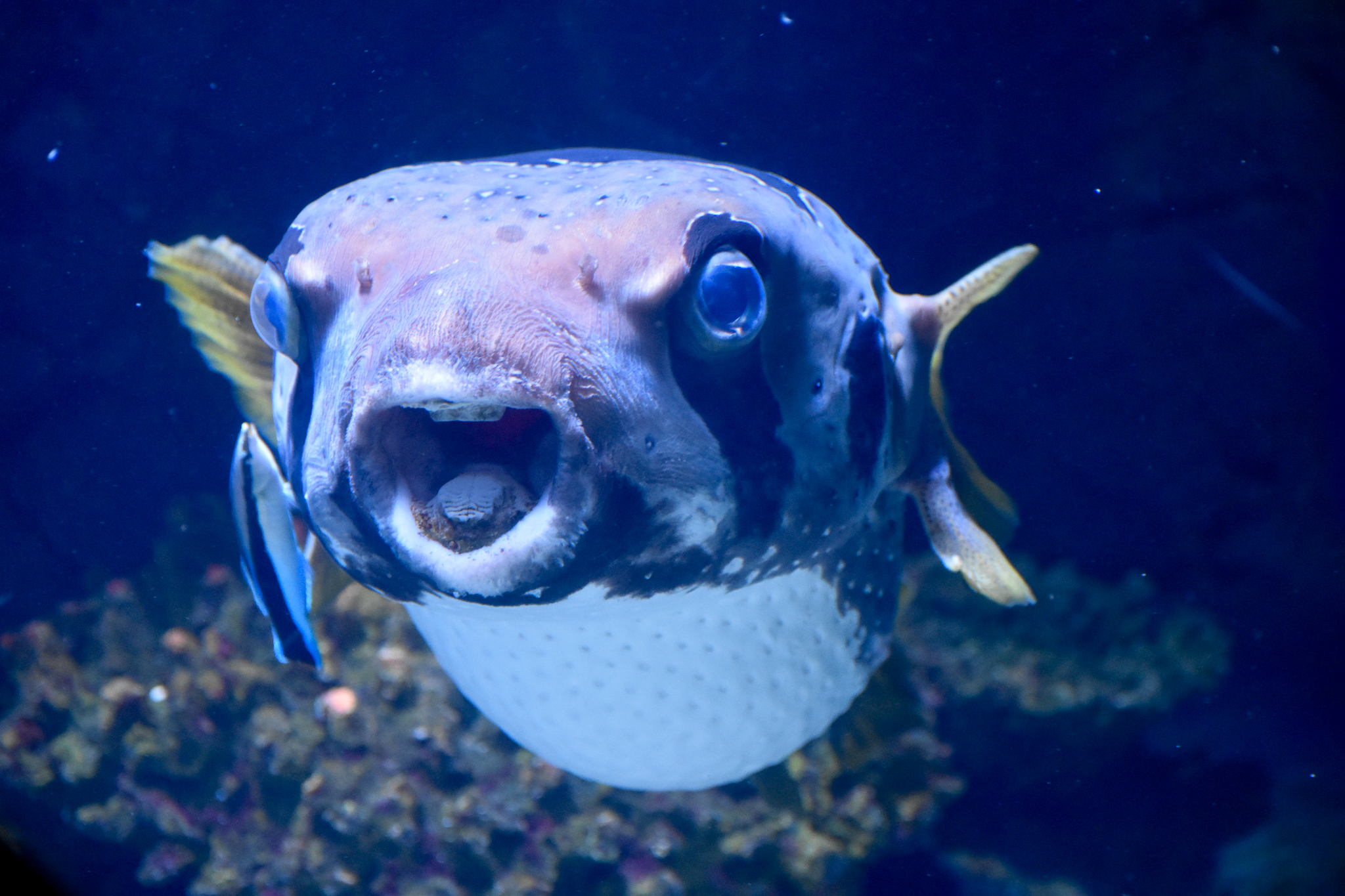 Black-blotched Porcupinefish