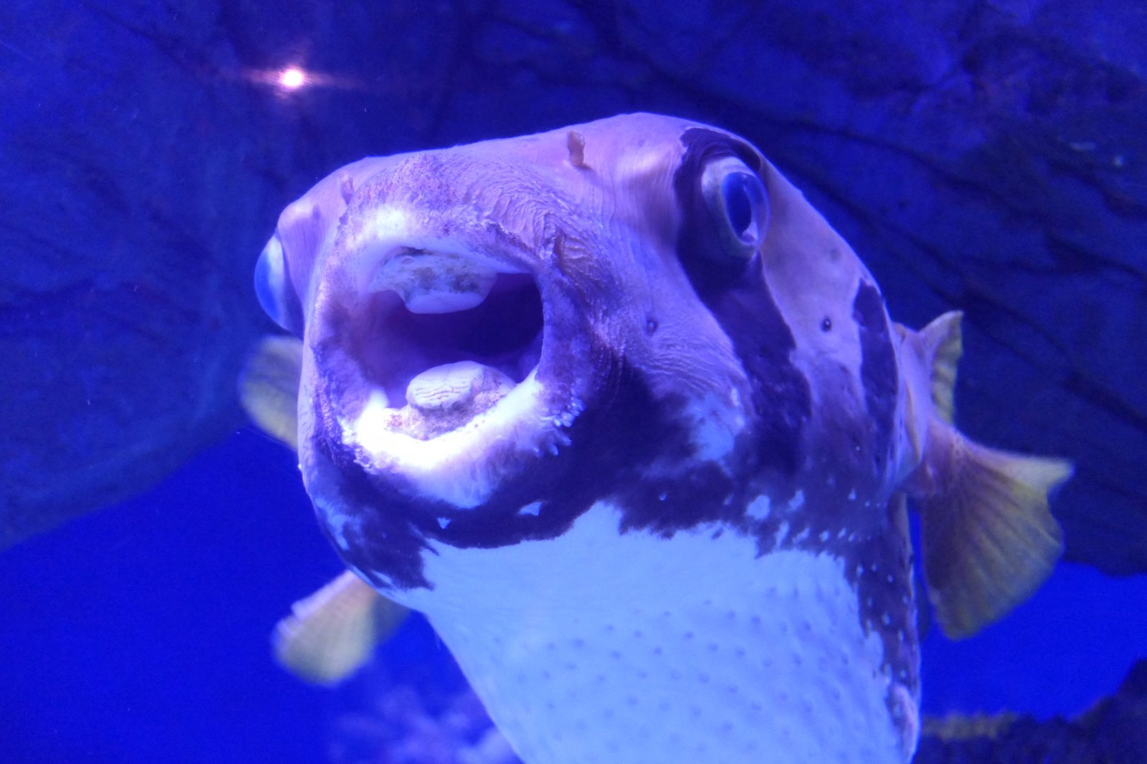 Black-blotched Porcupinefish